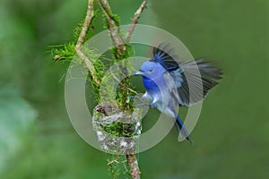 Hypothymis azurea Ã©Â»âÃ¦Å¾â¢Ã¨âÂÃ©Â¶Â²